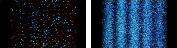 二つのスリットを使った光の干渉実験(出典：Photonてらす・浜松ホトニクス(株)サイト)