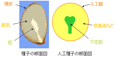 種子の断面図と人工種子の断面図例