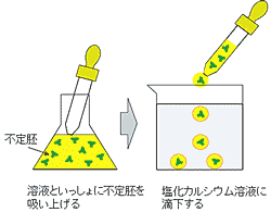 人工種子のイメージ