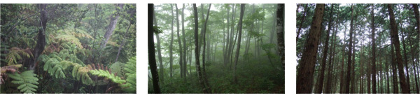 熱帯雨林・広葉樹林・針葉樹林写真