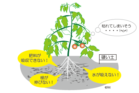 左：塩類集積土壌では植物の生育障害が起こります。