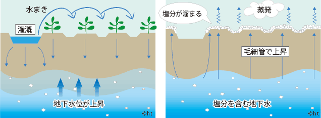 左：過剰な潅漑（水を撒き過ぎると塩分を含む地下水の水位が上昇します。）
右：塩類の集積（蒸発が進むと地下水の塩分が毛細管現象で地表に出て塩分が溜まります）