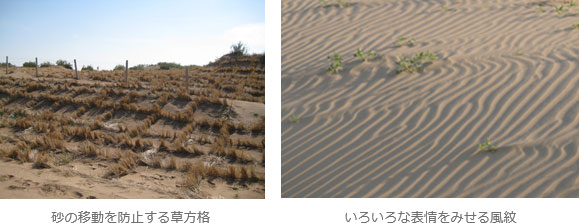 草の移動を防止する草方格、砂浜の風紋のイメージ