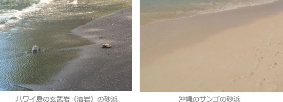 ハワイ島の玄武岩（溶岩）の砂浜、沖縄のサンゴの砂浜の画像