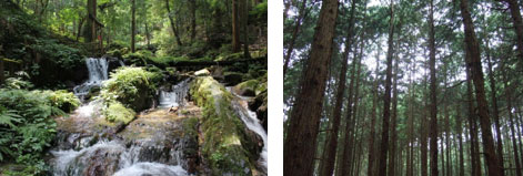 左：森の地層からの流れ出る水（フルボ酸などが含まれる）
右：針葉樹の森（林床には酸性土壌ができることがある）