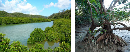 左：潮が満ちてきたマングローブ林（いつも湿潤な環境）、右：マングローブの植物と泥土（植物から有機物が供給される環境）