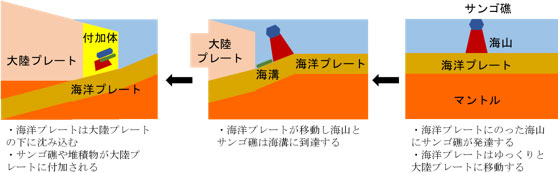 石灰岩のでき方