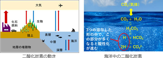 二酸化炭素の動き、海洋中の二酸化炭素のイメージ