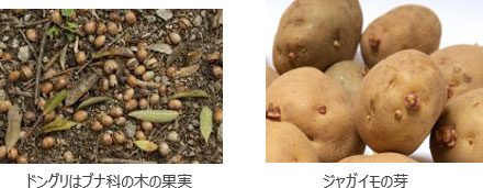 左：ドングリ、右：ジャガイモの芽