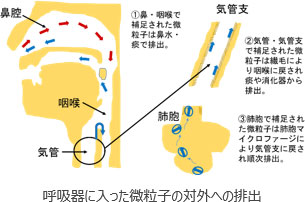 吸入器に入った微粒子の対外への排出イメージ