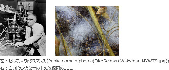 左：セルマン・ワックスマン氏、右：白カビのような土の上の放線菌のコロニー