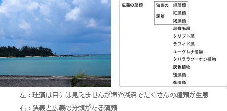 左：海の写真、右：狭義と広義の分類がある藻類を示す図