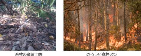 左：森林の腐葉土画像、右：森林火災の画像