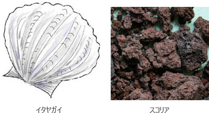 左：イタヤガイ（絵）、右：スコリア（画像）