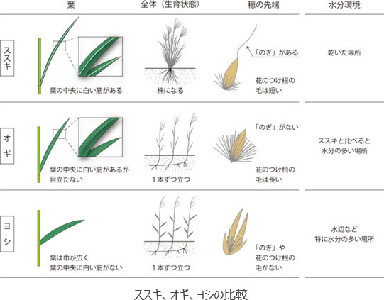 ススキ、オギ、ヨシの違いを示した図