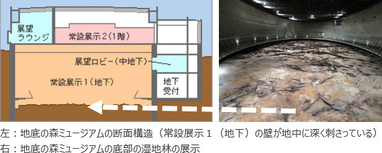 左：地底の森ミュージアムの断面構造図解、右：地底の森ミュージアムの底部の湿地林の展示　画像