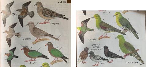 左：1列目はキジバト、2列目はシラコバト、3列目はキンバト
　右：1列目はアオバト、2列目はカワラバトとズアカアオバト　　
（いずれも「フィールドガイド日本の野鳥(公益財団法人 日本野鳥の会)」より抜粋）
