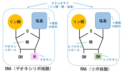 リンのDNAとRNAの化学成分の図
