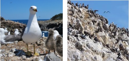 海鳥たちの繁殖地とフンが集積する様子