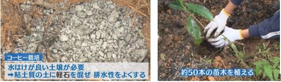 "厄介者"の軽石で土壌改良（徳之島コーヒー園：日本財団・海と日本in鹿児島）