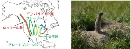 左:北アメリカの地形 右:プレーリードッグと黒土と草原