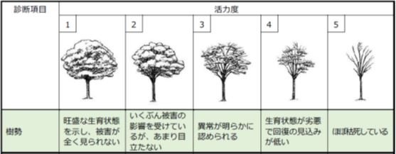 東京都街路樹診断マニュアル・東京都建設局／樹勢・樹形の活力度診断基準表のうち「樹勢」の項目のみ抜粋