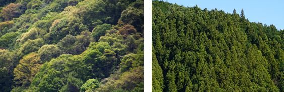 左：斜面の広葉樹の森の写真、右：斜面の針葉樹の森の写真