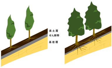 左：根系が浅く孤立した状態で、せん断帯や基岩層への根系の侵入がなく、斜面安定への効果が弱いイメージ 右：根系はよく発達し、せん断帯や基岩層への根系の侵入があり、斜面安定への効果が強いイメージ