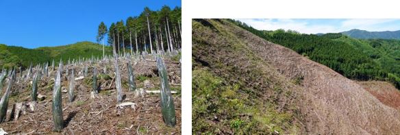 左：中央は伐採地の植林初期、左奥は生育初期の植林、右奥は生育した植林、右：皆伐地の斜面（「moreTrees 都市と森をつなぐ」のホームページより抜粋）