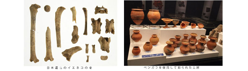 IKI TIMES WEBSITE壱岐新聞・日本最古イエネコ骨、線刻文字土器 「カラカミ遺跡の全貌展」で展示 1月9日まで 一支国博物館記事より抜粋