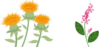 左：紅花　右：タデアイ