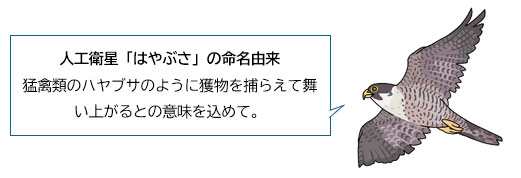 ハヤブサのイラスト